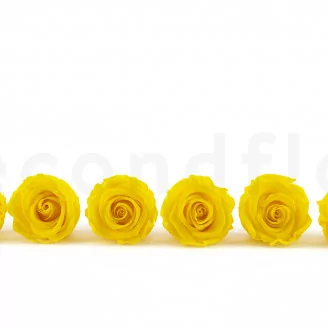 Konservierte Rose L Hellgelb (x6)