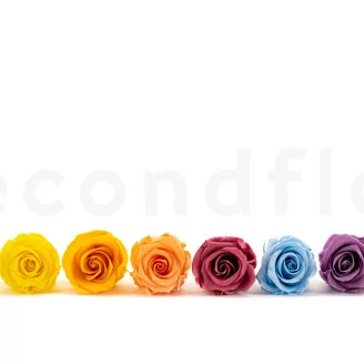 Preserved Rose L Bright Yellow (x6)