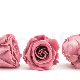 Konservierte Rose L Cherry Vintage (x6)
