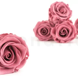 Konservierte Rose L Cherry Vintage (x6)