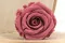 Konservierte Rose L Cherry Vintage (x6) 3