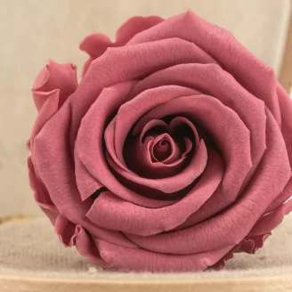 Rosa stabilizzata L Cherry Vintage (x6)