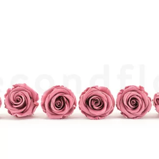 Konservierte Rose L Cherry Vintage (x6)