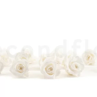 Rosa preservada M Blanco (x12)