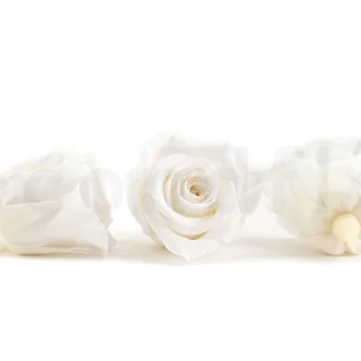Rosa preservada M Blanco (x12)