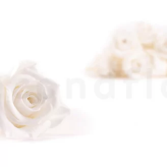 Rosa stabilizzata M Bianco (x12)