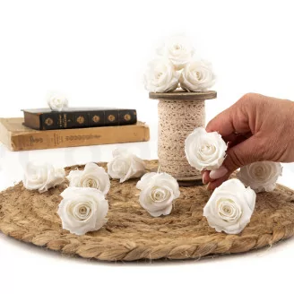 Preserved Rose M White (x12)