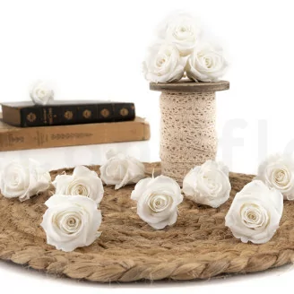 Rosa stabilizzata M Bianco (x12)