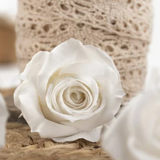 Rosa stabilizzata M Bianco (x12)