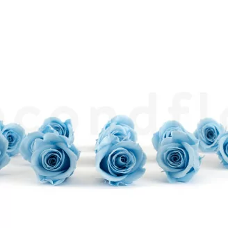 Preserved Rose M Light Blue (x12)