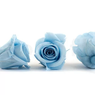 Konservierte Rose M Hellblau (x12)