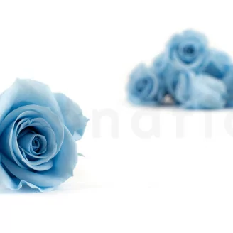 Preserved Rose M Light Blue (x12)