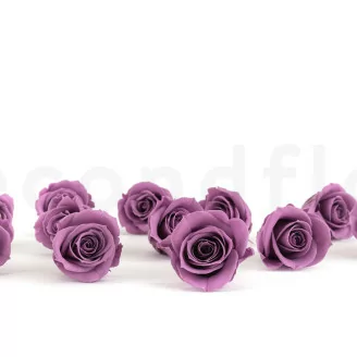 Rosa preservada M Lila (x12)