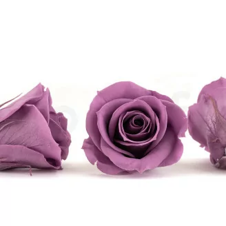 Preserved Rose M Lilac (x12)