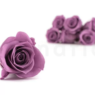 Rosa preservada M Lila (x12)
