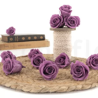 Konservierte Rose M Lila (x12)