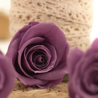 Rosa preservada M Lila (x12)
