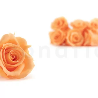 Rosa preservada M Melocot&oacute;n (x12)