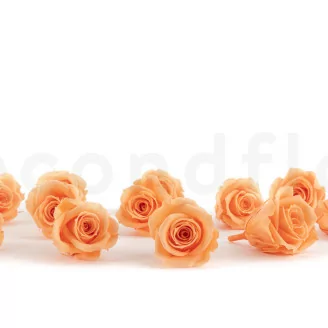 Rosa preservada M Melocot&oacute;n (x12)