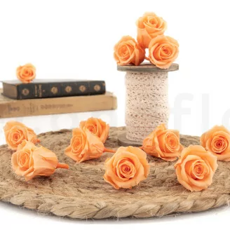 Rose stabilis&eacute;e M P&ecirc;che (x12)