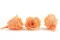 Rosa stabilizzata M Pesca (x12) 4