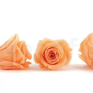 Rosa stabilizzata M Pesca (x12)