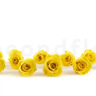 Preserved Rose M Bright Yellow (x12)