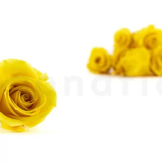 Konservierte Rose M Hellgelb (x12)