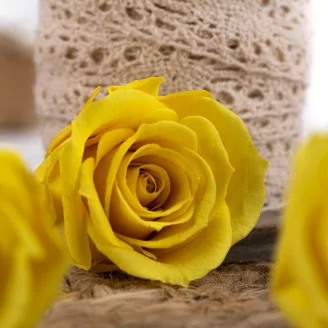 Rosa stabilizzata M Giallo Chiaro (x12)