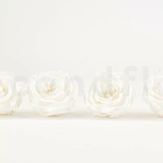 Preserved Rose Premium White (x4)