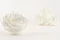 Rosa preservada Premium Blanco (x4) 7