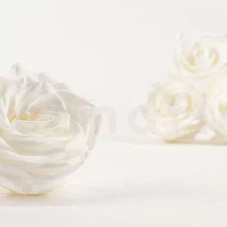 Rosa preservada Premium Blanco (x4)