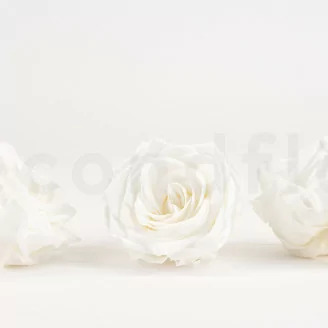 Konservierte Rose Premium Wei&szlig; (x4)