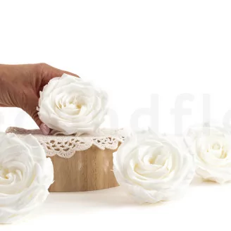 Rosa stabilizzata Premium Bianco (x4)