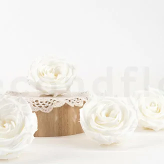 Rosa preservada Premium Blanco (x4)