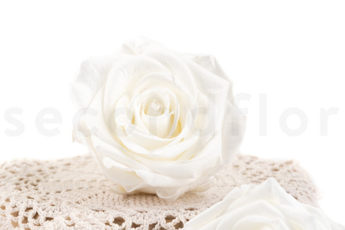 Roses Stabilisées Miniatures - Lot De 16 Bourgeons De 2,5 Cm, Décoration Durable Sans Entretien