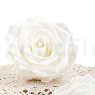 Konservierte Rose Premium Wei&szlig; (x4)