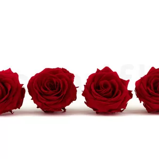 Preserved Rose Premium Red (x4)