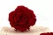 Konservierte Rose Premium Rot (x4) 3