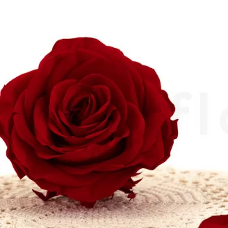 Konservierte Rose Premium Rot (x4)