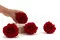 Rosa stabilizzata Premium Rosso (x4) 5