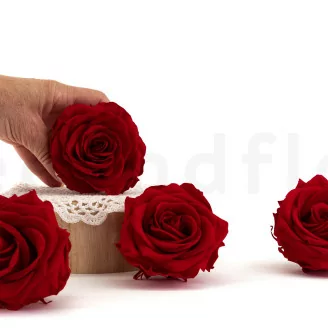 Konservierte Rose Premium Rot (x4)