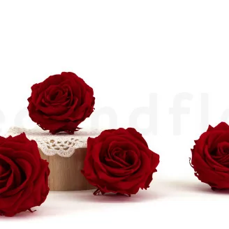Konservierte Rose Premium Rot (x4)