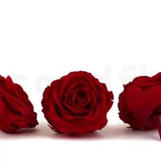 Konservierte Rose Premium Rot (x4)
