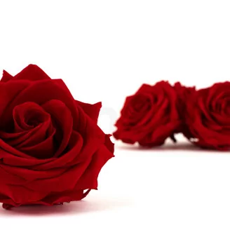 Konservierte Rose Premium Rot (x4)