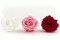 Rose stabilis&eacute;e Premium Rose Pastel (x4) 9