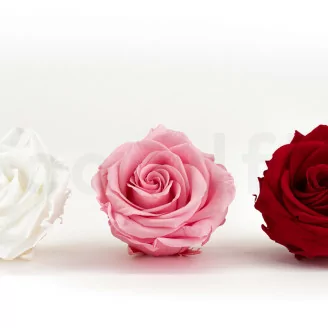 Konservierte Rose Premium Pastellrosa (x4)