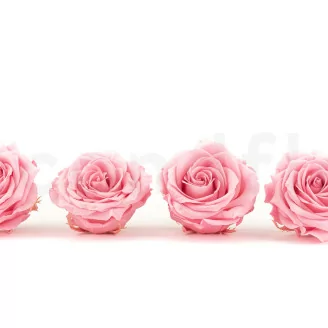 Konservierte Rose Premium Pastellrosa (x4)