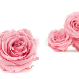 Preserved Rose Premium Pastel Pink (x4)