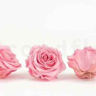 Preserved Rose Premium Pastel Pink (x4)